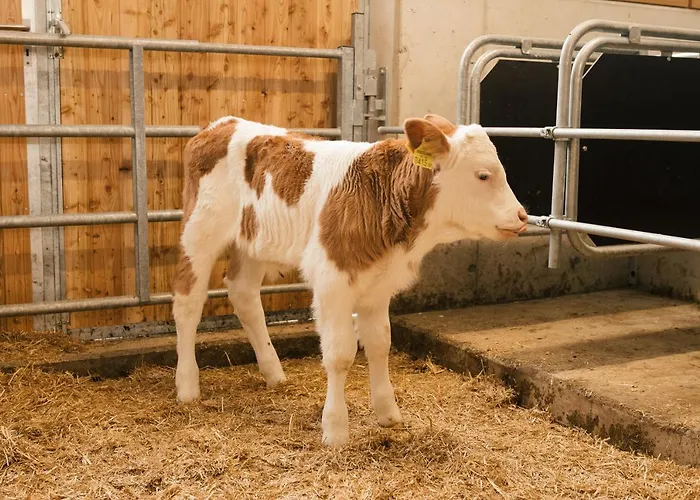 فندق مبيت وإفطار Edenhauserhof 4*